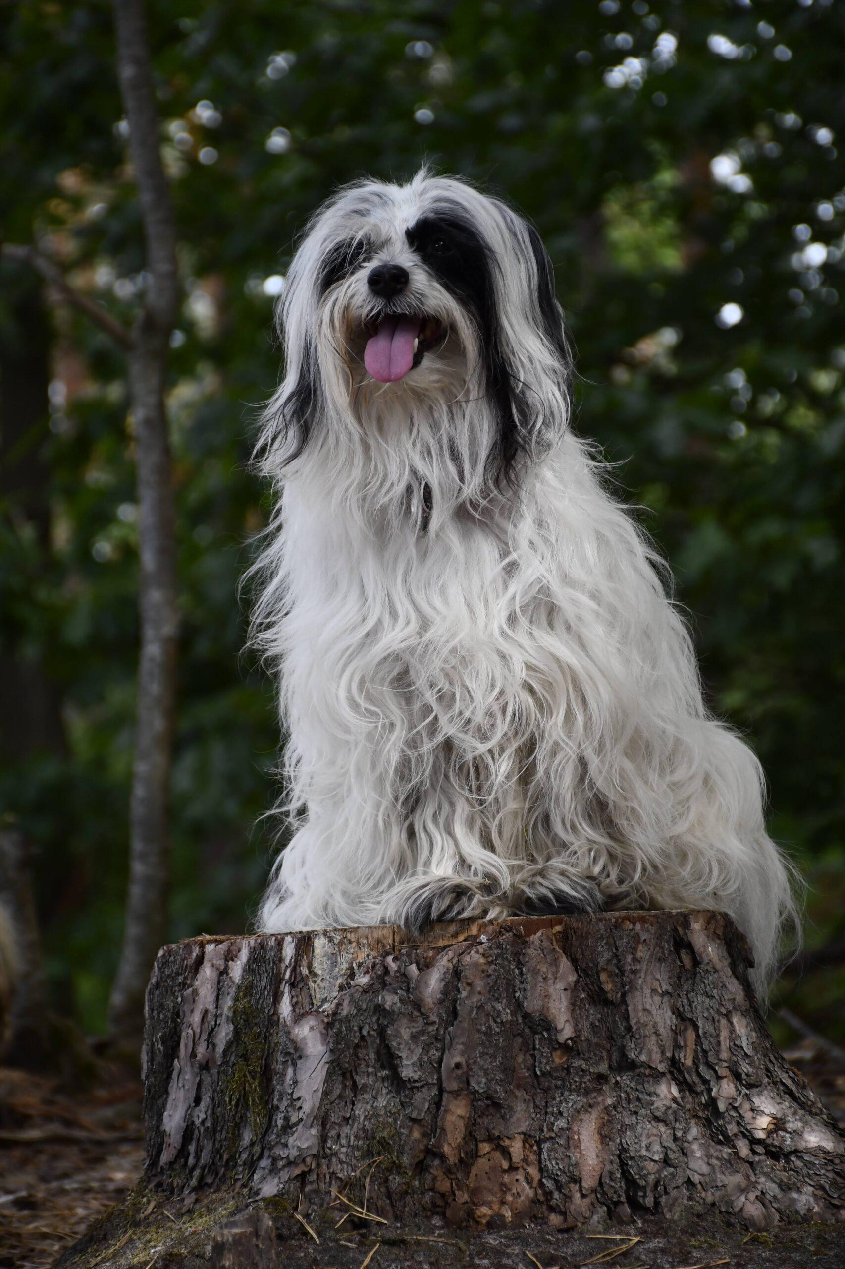Coachhond Mikha