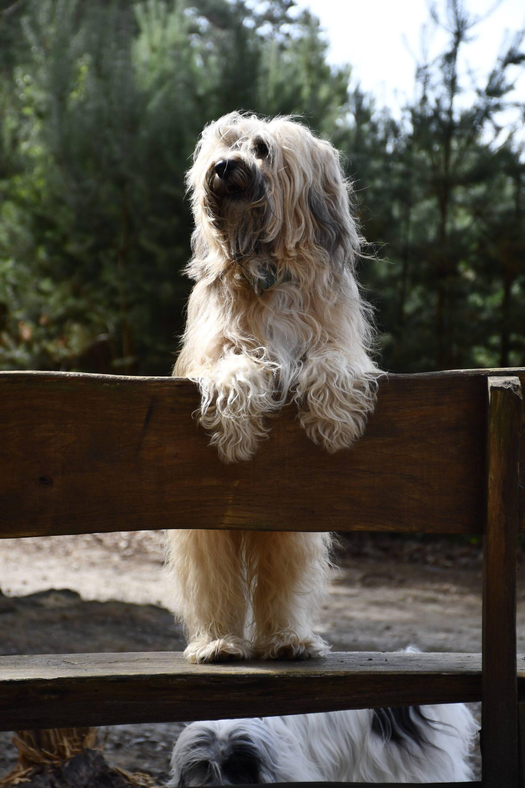 Coachhond Fozzie