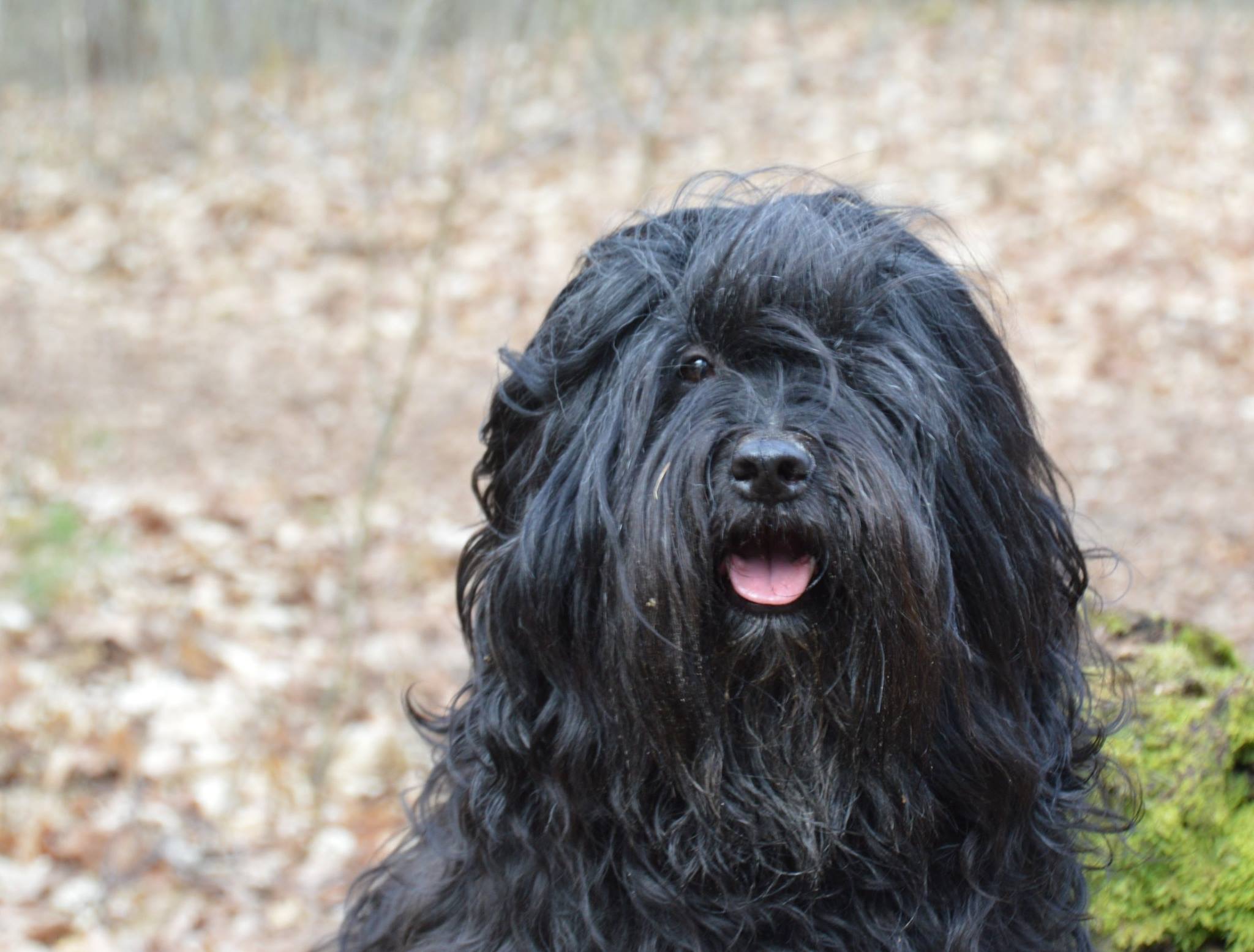 Coachhond Shaggy